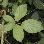 Rubus pericrispatus Outro