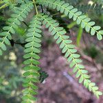 Acacia pentadenia Leaf