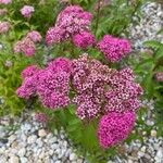 Spiraea japonicaFlors