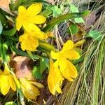 Sternbergia lutea Flower