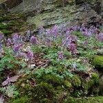 Corydalis solida Habitat