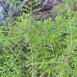 Descurainia millefolia Leaf