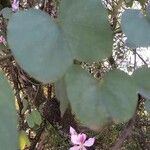 Bauhinia purpurea पत्ता