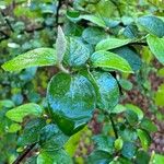 Cotoneaster dielsianus ഇല