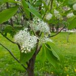 Prunus maackii ফুল