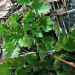 Heuchera rubescens List