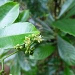 Zanthoxylum asiaticum फूल