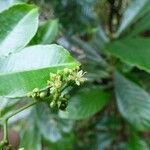 Toddalia asiatica Flor