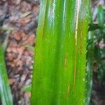 Aechmea magdalenae Leaf