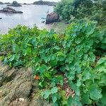 Tropaeolum majus Συνήθη χαρακτηριστικά