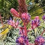 Puya venusta Flower