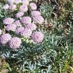 Seseli rigidum Flor