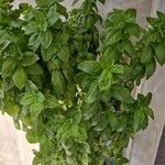 Ocimum americanum Лист