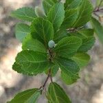 Grewia occidentalis Leaf