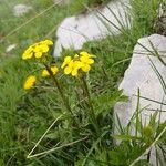 Erysimum rhaeticum Flower