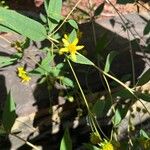 Helianthus divaricatus Çiçek