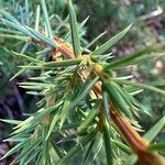 Juniperus communisFulla