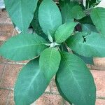 Solanum hazenii Leaf