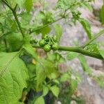 Solanum americanum Fruto