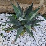 Agave americanaLeht