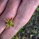 Lomatium bicolor