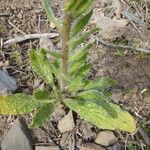 Echium creticum Bark