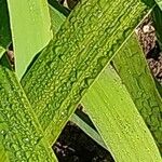 Aristea ecklonii Leaf