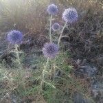 Echinops ritroÇiçek