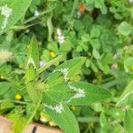 Trifolium vesiculosum Leaf