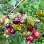 Ribes uva-crispa ফল