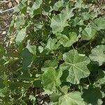 Malva parviflora عادت داشتن