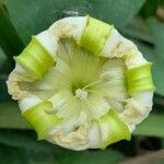 Ipomoea alba Blüte