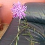 Centaurea decipiens Blüte