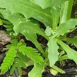 Erysimum repandum Folio