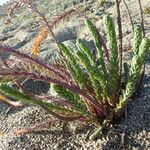 Euphorbia paralias Elinympäristö