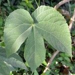 Dalechampia stipulacea Hoja