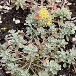 Alyssum tortuosum Leaf