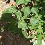 Sida cordifolia 葉