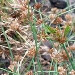 Juncus bulbosus 花