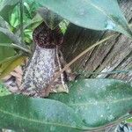 Nepenthes rafflesiana Leaf