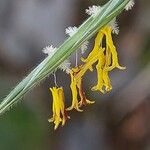 Bromopsis inermis Floare
