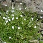 Houstonia caeruleaFlower