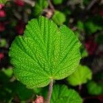 Ribes sanguineum Blatt