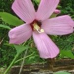 Hibiscus grandiflorus Blomma