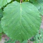 Rubus leyanus Blad