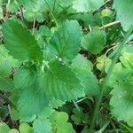 Clinopodium grandiflorum Blatt