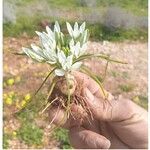 Ornithogalum trichophyllum