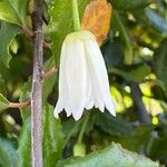 Crinodendron patagua Kvet