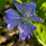 Cichorium endivia Kwiat