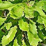 Quercus canariensis Leaf